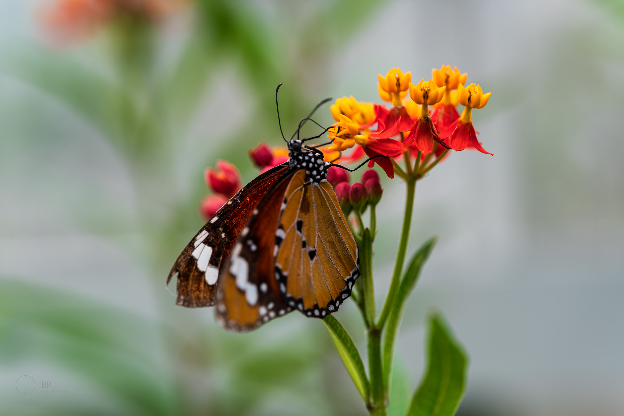 Plain Tiger butterfly